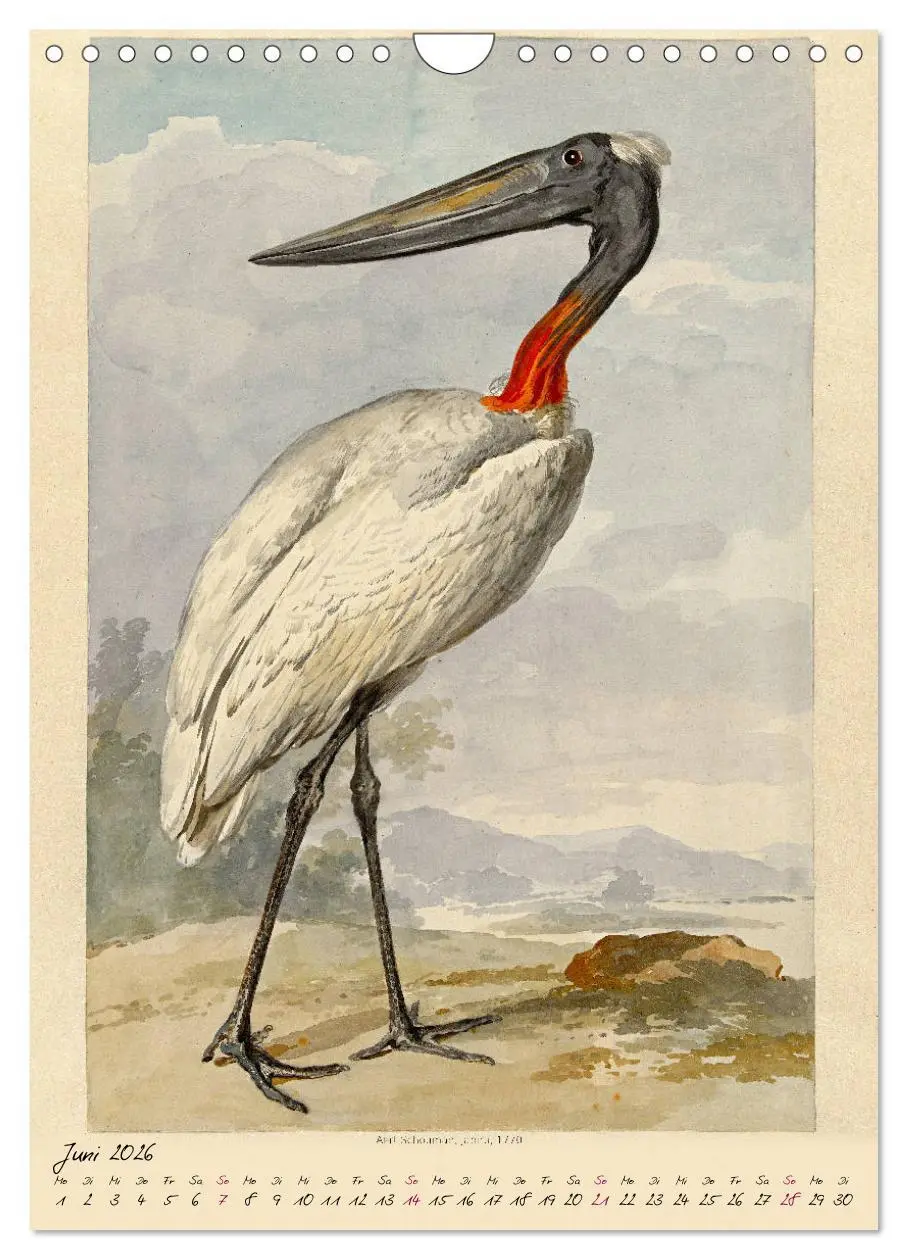 Bild: 9783516393286 | Aert Schouman. VÖGEL (Wandkalender 2026 DIN A4 hoch), CALVENDO...