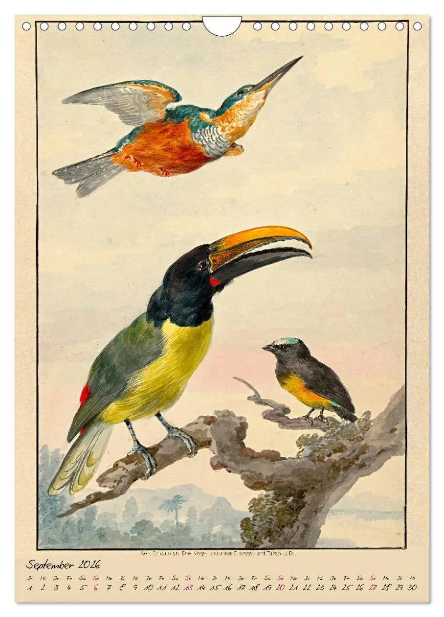 Bild: 9783516393286 | Aert Schouman. VÖGEL (Wandkalender 2026 DIN A4 hoch), CALVENDO...