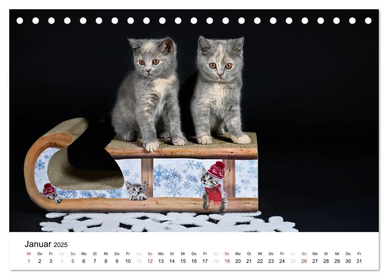 Bild: 9783435723386 | Briten Bärchen - Britsch Kurzhaar 2025 (Tischkalender 2025 DIN A5...