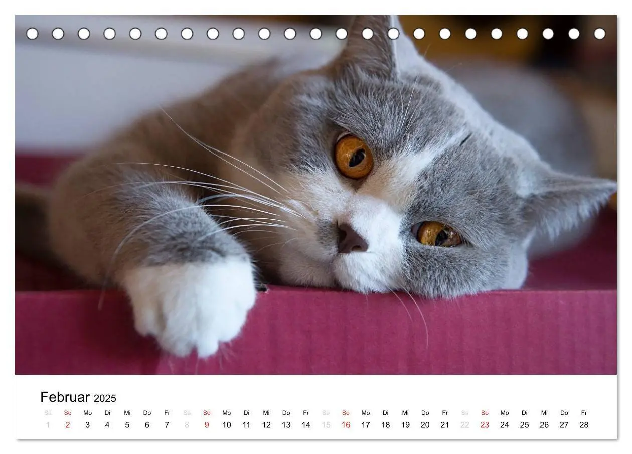 Bild: 9783435723386 | Briten Bärchen - Britsch Kurzhaar 2025 (Tischkalender 2025 DIN A5...
