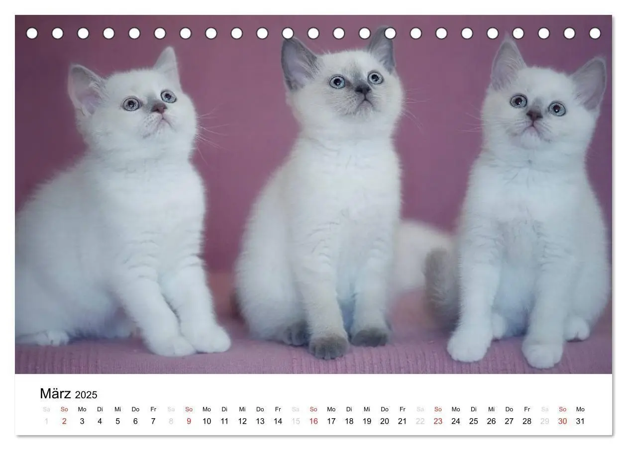 Bild: 9783435723386 | Briten Bärchen - Britsch Kurzhaar 2025 (Tischkalender 2025 DIN A5...