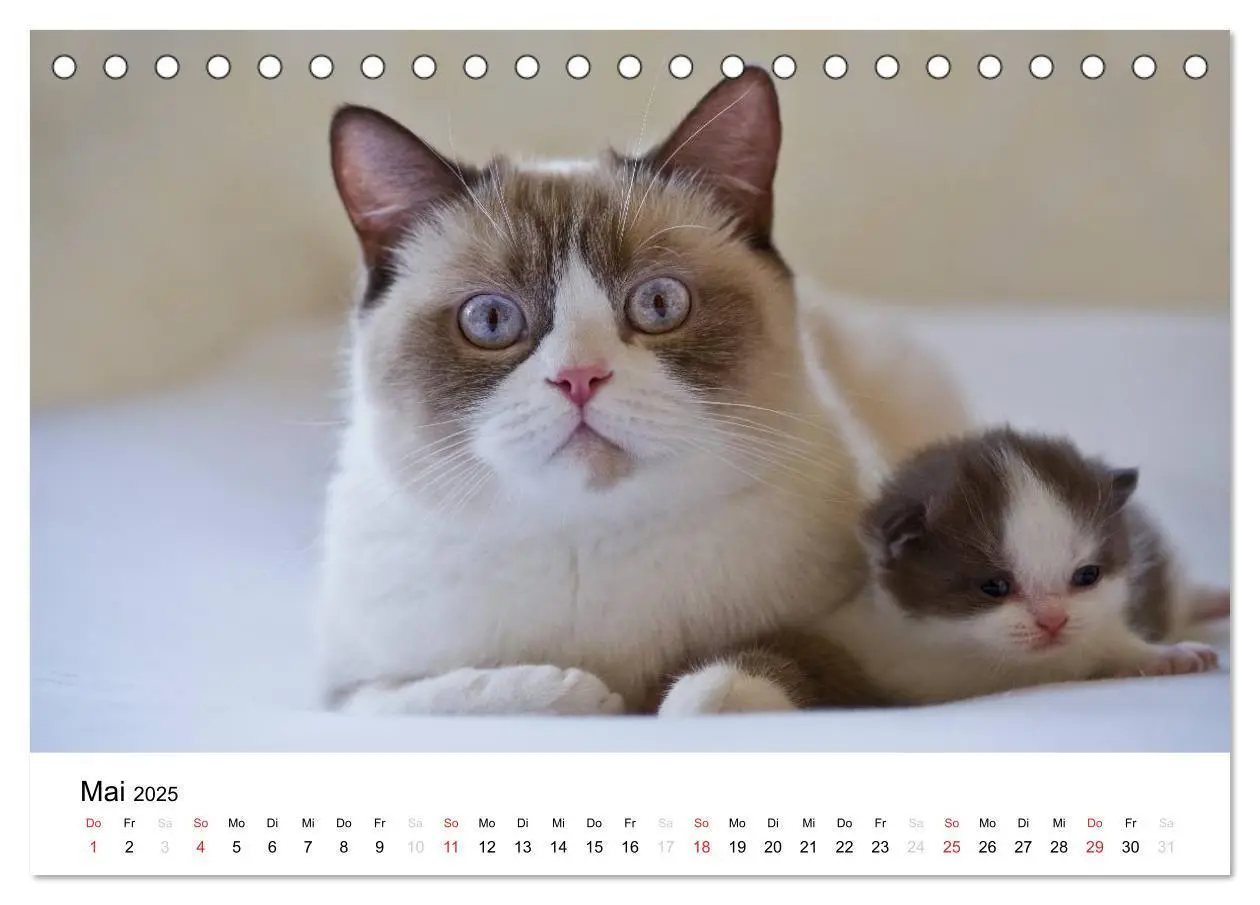 Bild: 9783435723386 | Briten Bärchen - Britsch Kurzhaar 2025 (Tischkalender 2025 DIN A5...