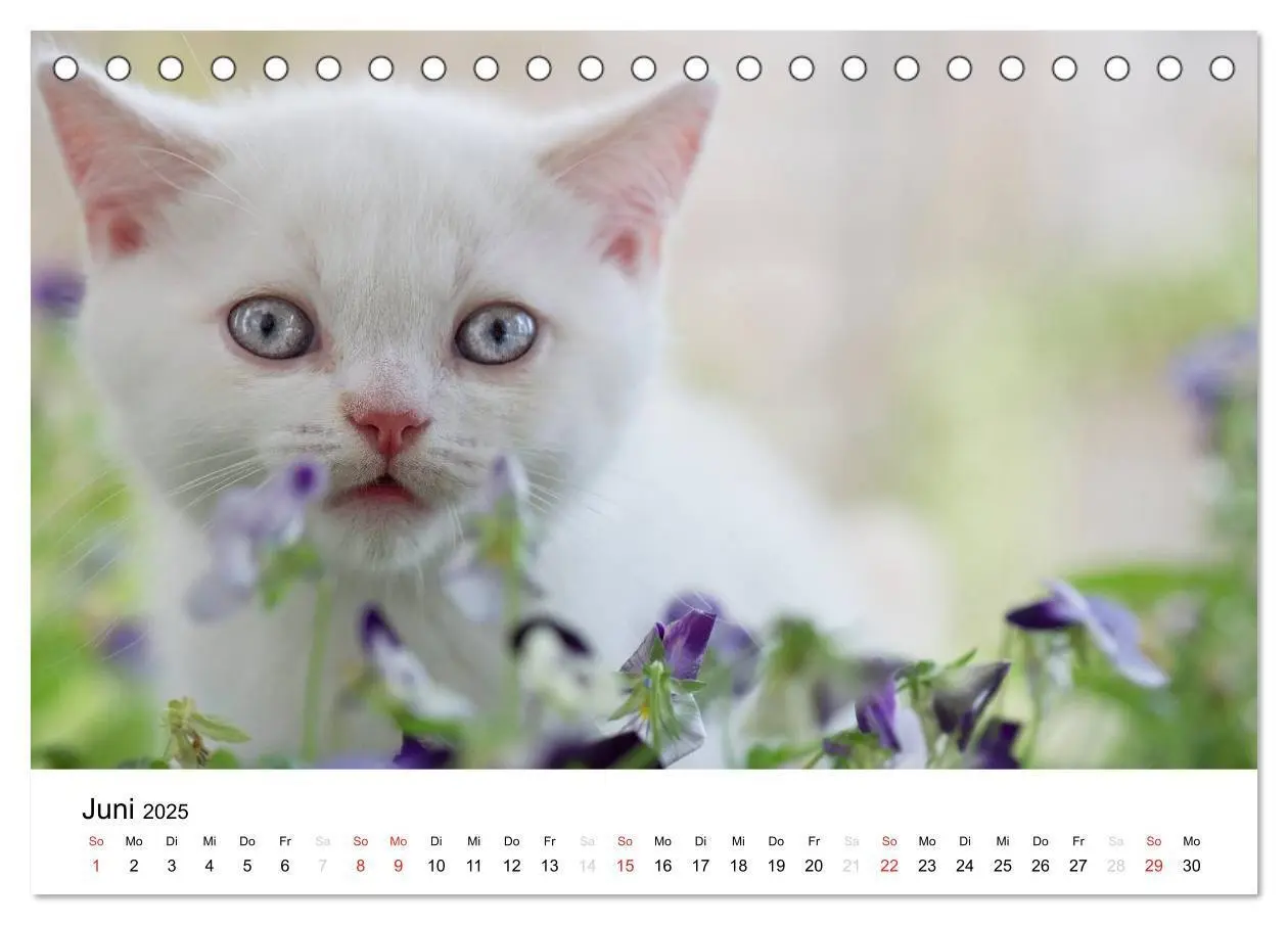 Bild: 9783435723386 | Briten Bärchen - Britsch Kurzhaar 2025 (Tischkalender 2025 DIN A5...