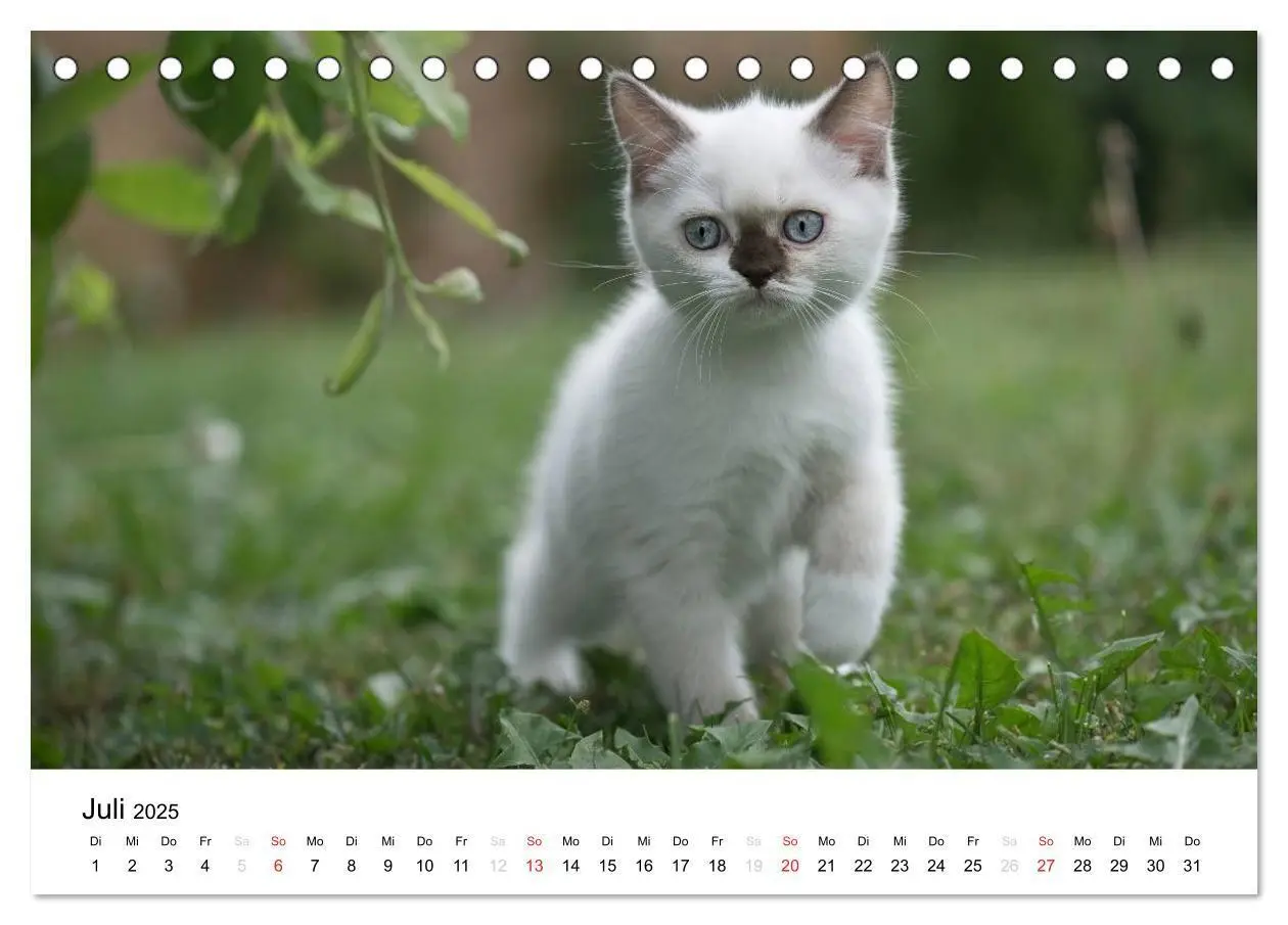 Bild: 9783435723386 | Briten Bärchen - Britsch Kurzhaar 2025 (Tischkalender 2025 DIN A5...