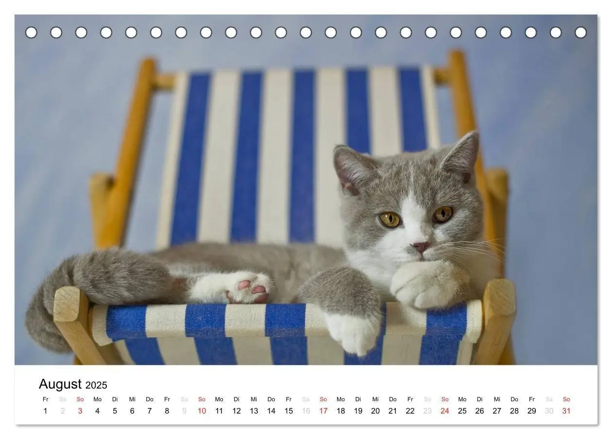 Bild: 9783435723386 | Briten Bärchen - Britsch Kurzhaar 2025 (Tischkalender 2025 DIN A5...