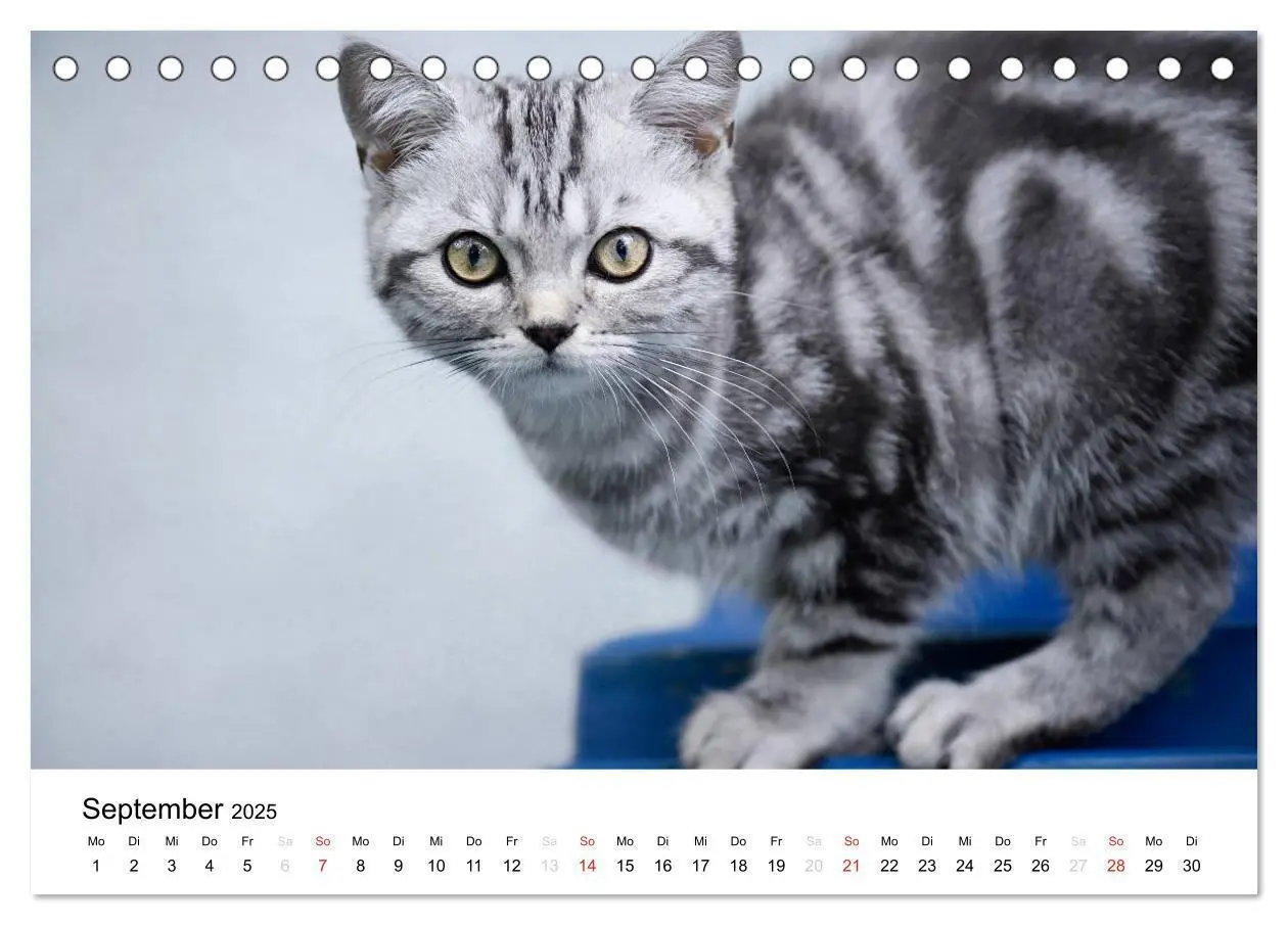 Bild: 9783435723386 | Briten Bärchen - Britsch Kurzhaar 2025 (Tischkalender 2025 DIN A5...