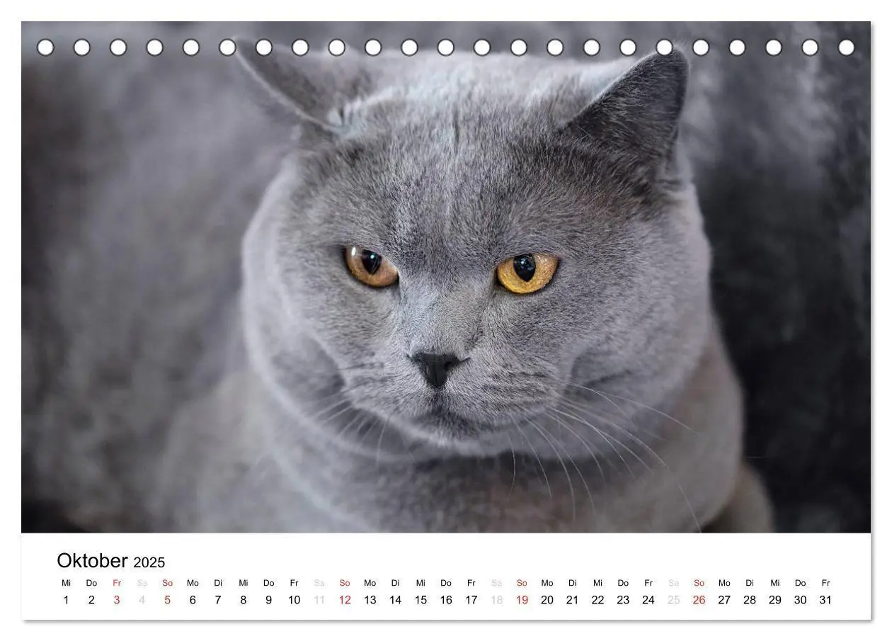 Bild: 9783435723386 | Briten Bärchen - Britsch Kurzhaar 2025 (Tischkalender 2025 DIN A5...