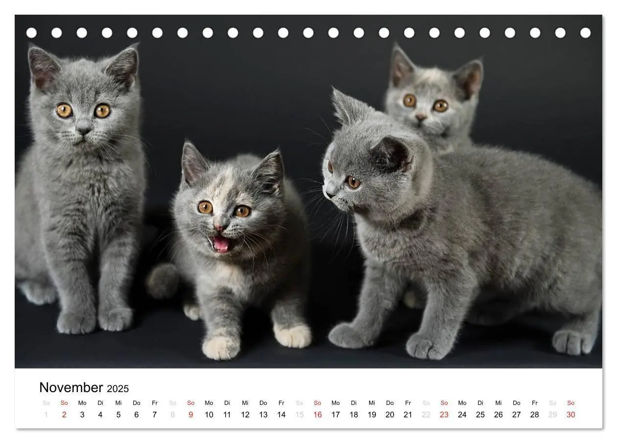 Bild: 9783435723386 | Briten Bärchen - Britsch Kurzhaar 2025 (Tischkalender 2025 DIN A5...