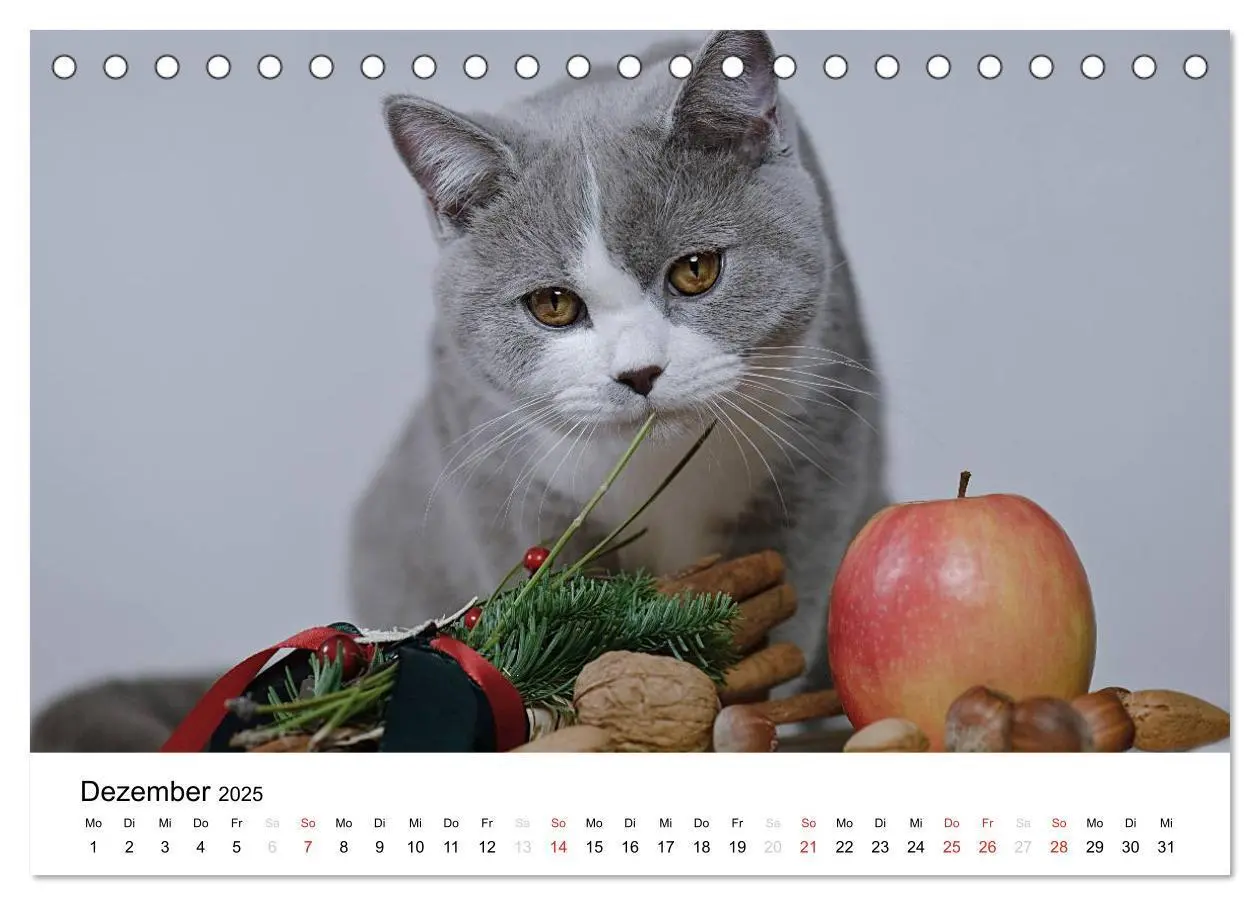 Bild: 9783435723386 | Briten Bärchen - Britsch Kurzhaar 2025 (Tischkalender 2025 DIN A5...