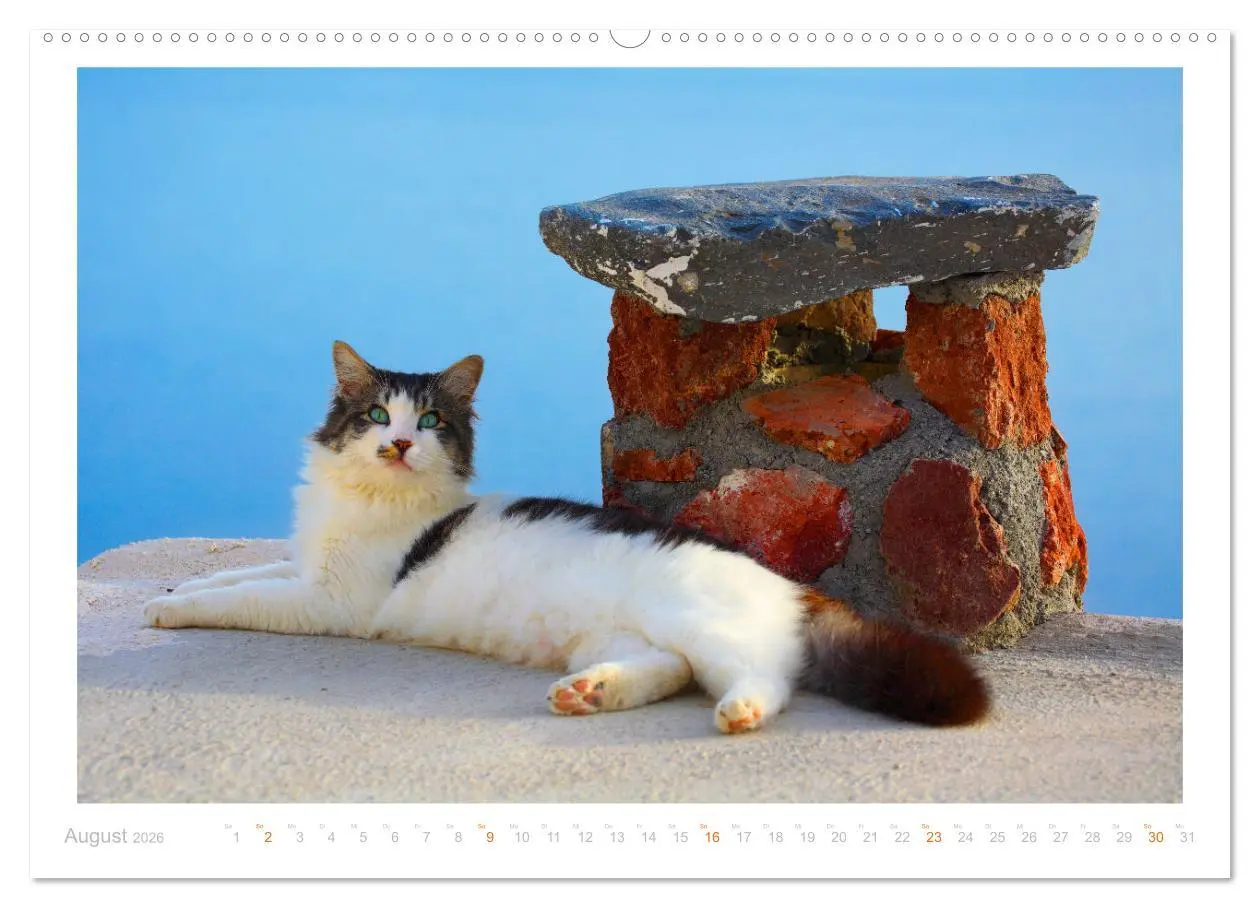 Bild: 9783457423486 | Inselkatzen (hochwertiger Premium Wandkalender 2026 DIN A2 quer),...