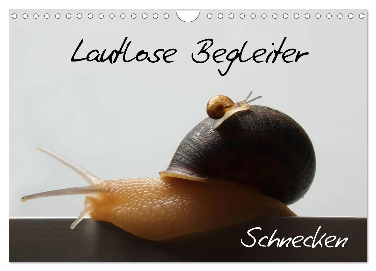 Cover: 9783516133486 | Lautlose Begleiter - Schnecken (Wandkalender 2026 DIN A4 quer),...