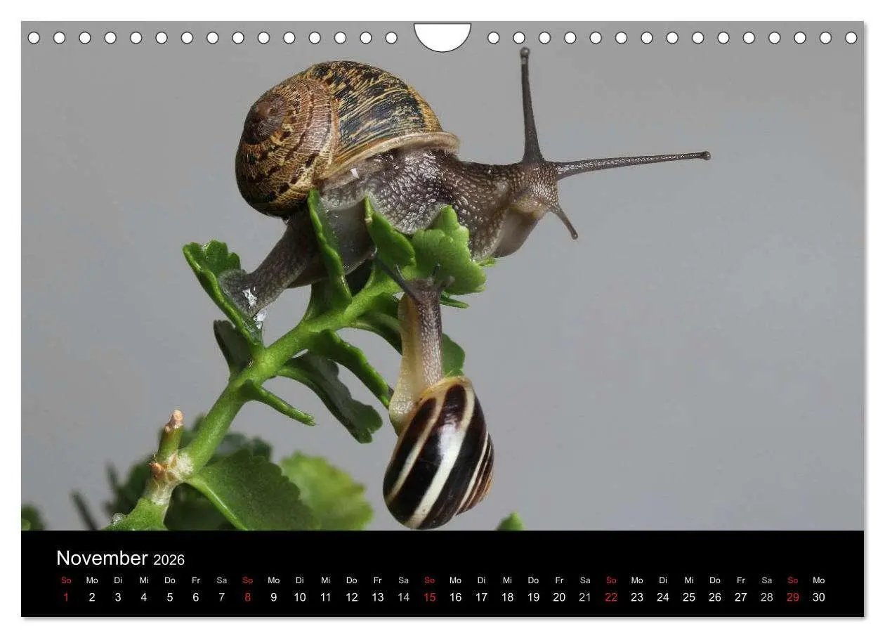 Bild: 9783516133486 | Lautlose Begleiter - Schnecken (Wandkalender 2026 DIN A4 quer),...