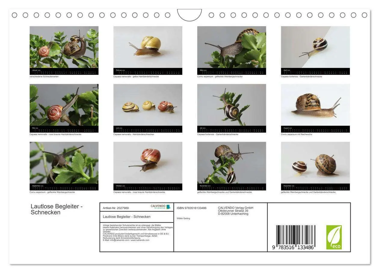 Bild: 9783516133486 | Lautlose Begleiter - Schnecken (Wandkalender 2026 DIN A4 quer),...