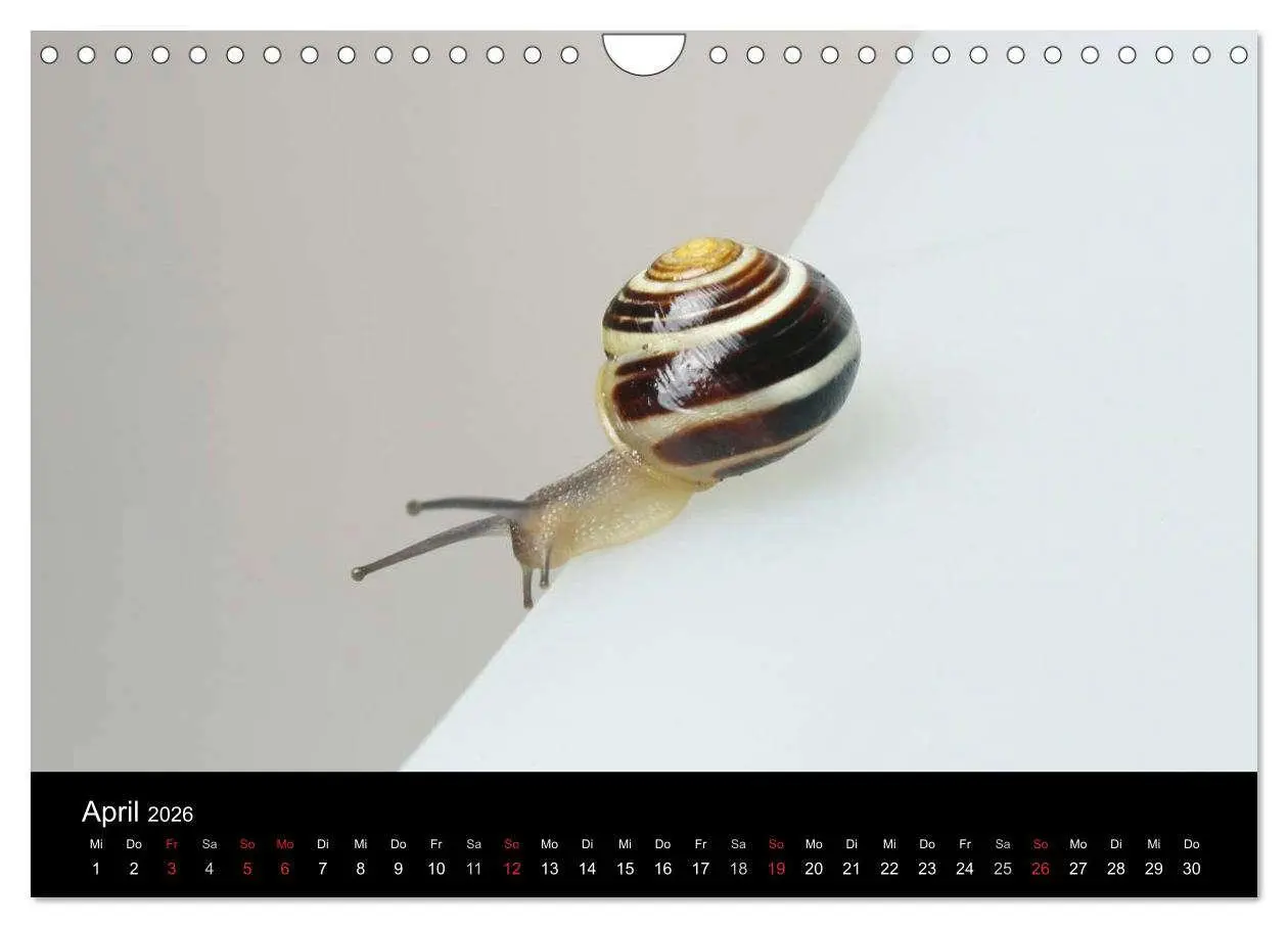 Bild: 9783516133486 | Lautlose Begleiter - Schnecken (Wandkalender 2026 DIN A4 quer),...