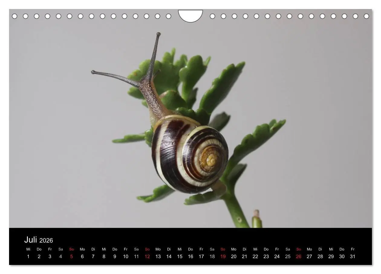 Bild: 9783516133486 | Lautlose Begleiter - Schnecken (Wandkalender 2026 DIN A4 quer),...