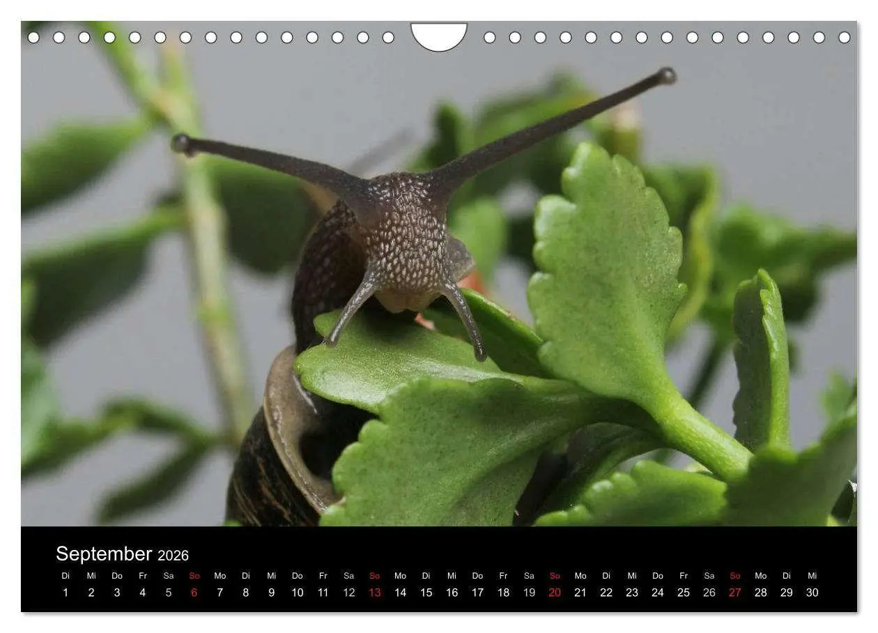 Bild: 9783516133486 | Lautlose Begleiter - Schnecken (Wandkalender 2026 DIN A4 quer),...