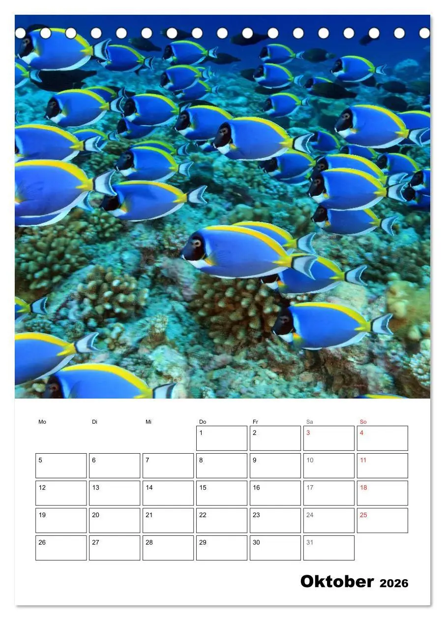 Bild: 9783516443486 | Zauberwelt. Fische, Korallen und Co. (Tischkalender 2026 DIN A5...