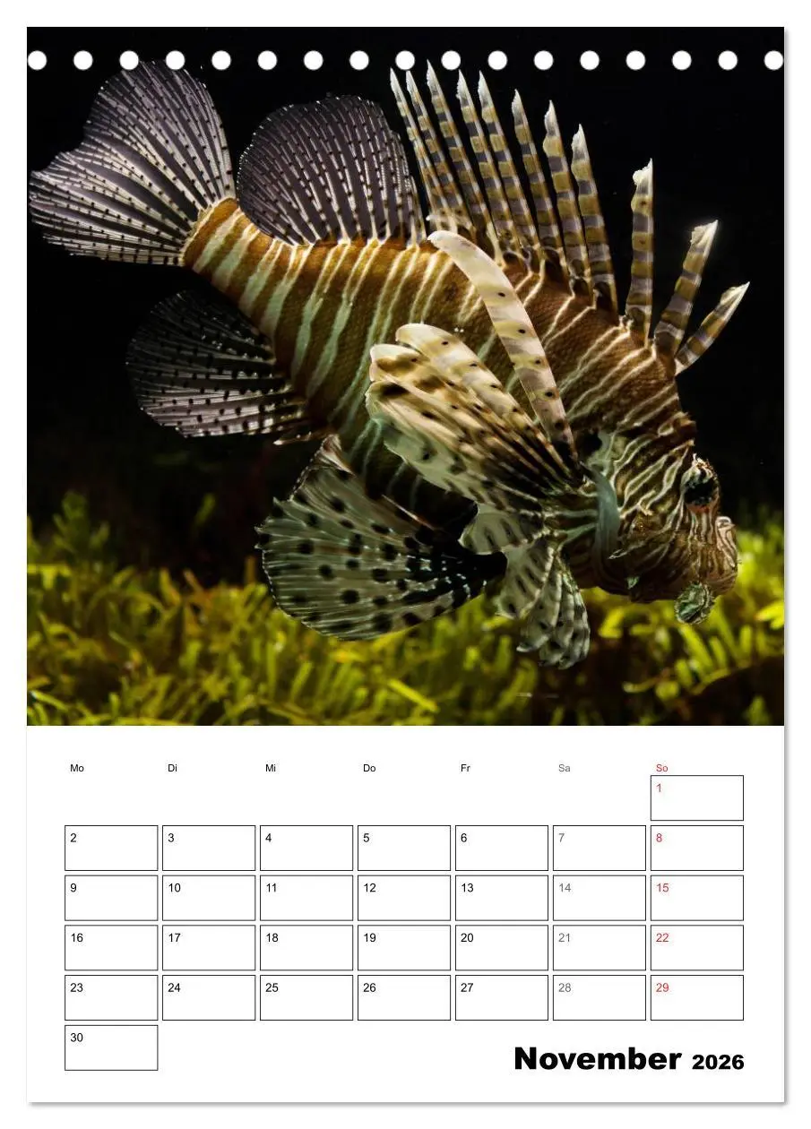 Bild: 9783516443486 | Zauberwelt. Fische, Korallen und Co. (Tischkalender 2026 DIN A5...