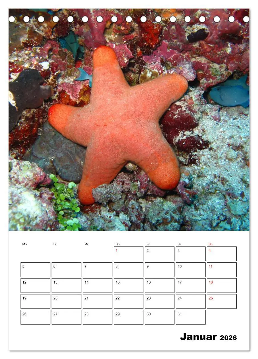 Bild: 9783516443486 | Zauberwelt. Fische, Korallen und Co. (Tischkalender 2026 DIN A5...