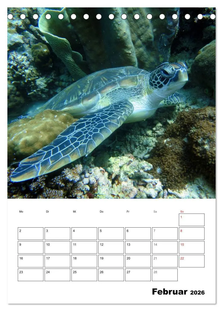 Bild: 9783516443486 | Zauberwelt. Fische, Korallen und Co. (Tischkalender 2026 DIN A5...