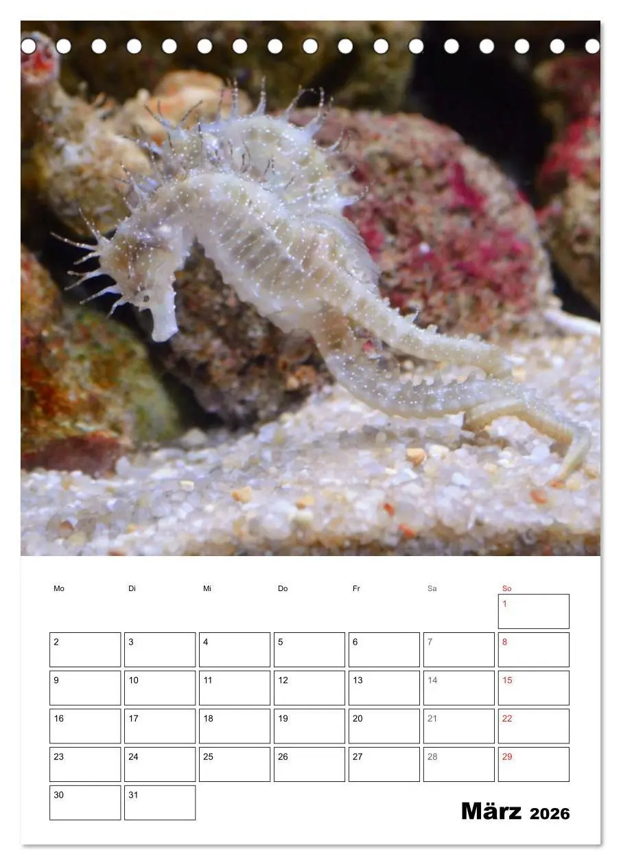 Bild: 9783516443486 | Zauberwelt. Fische, Korallen und Co. (Tischkalender 2026 DIN A5...