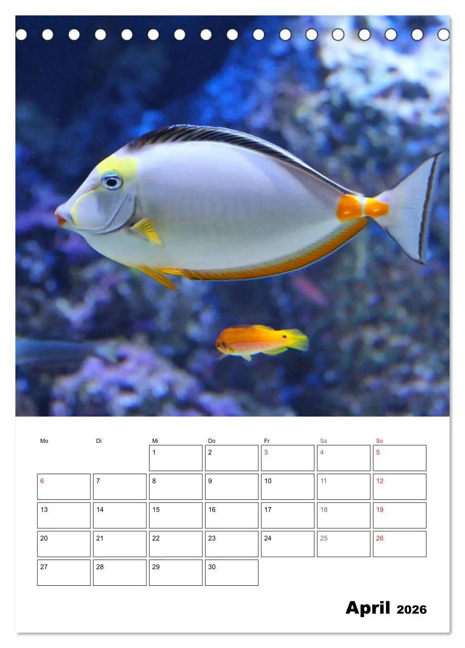 Bild: 9783516443486 | Zauberwelt. Fische, Korallen und Co. (Tischkalender 2026 DIN A5...