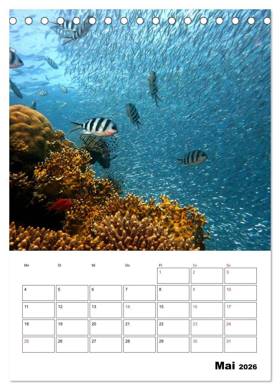 Bild: 9783516443486 | Zauberwelt. Fische, Korallen und Co. (Tischkalender 2026 DIN A5...