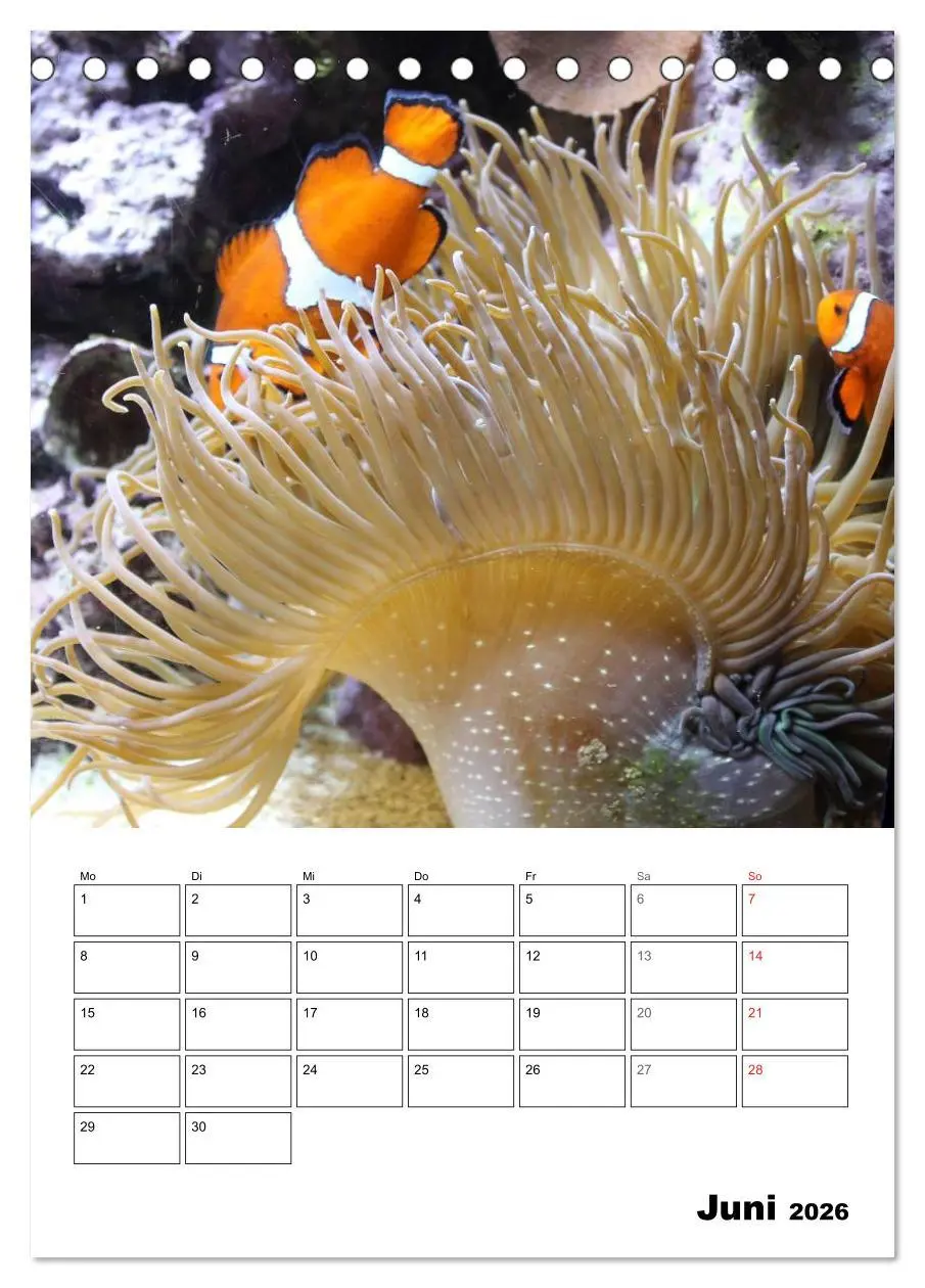 Bild: 9783516443486 | Zauberwelt. Fische, Korallen und Co. (Tischkalender 2026 DIN A5...