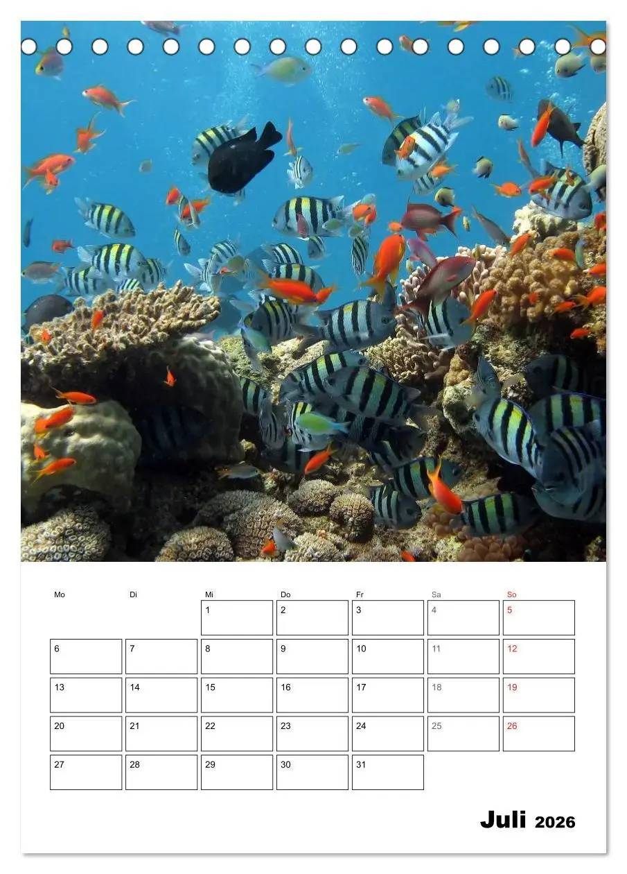 Bild: 9783516443486 | Zauberwelt. Fische, Korallen und Co. (Tischkalender 2026 DIN A5...