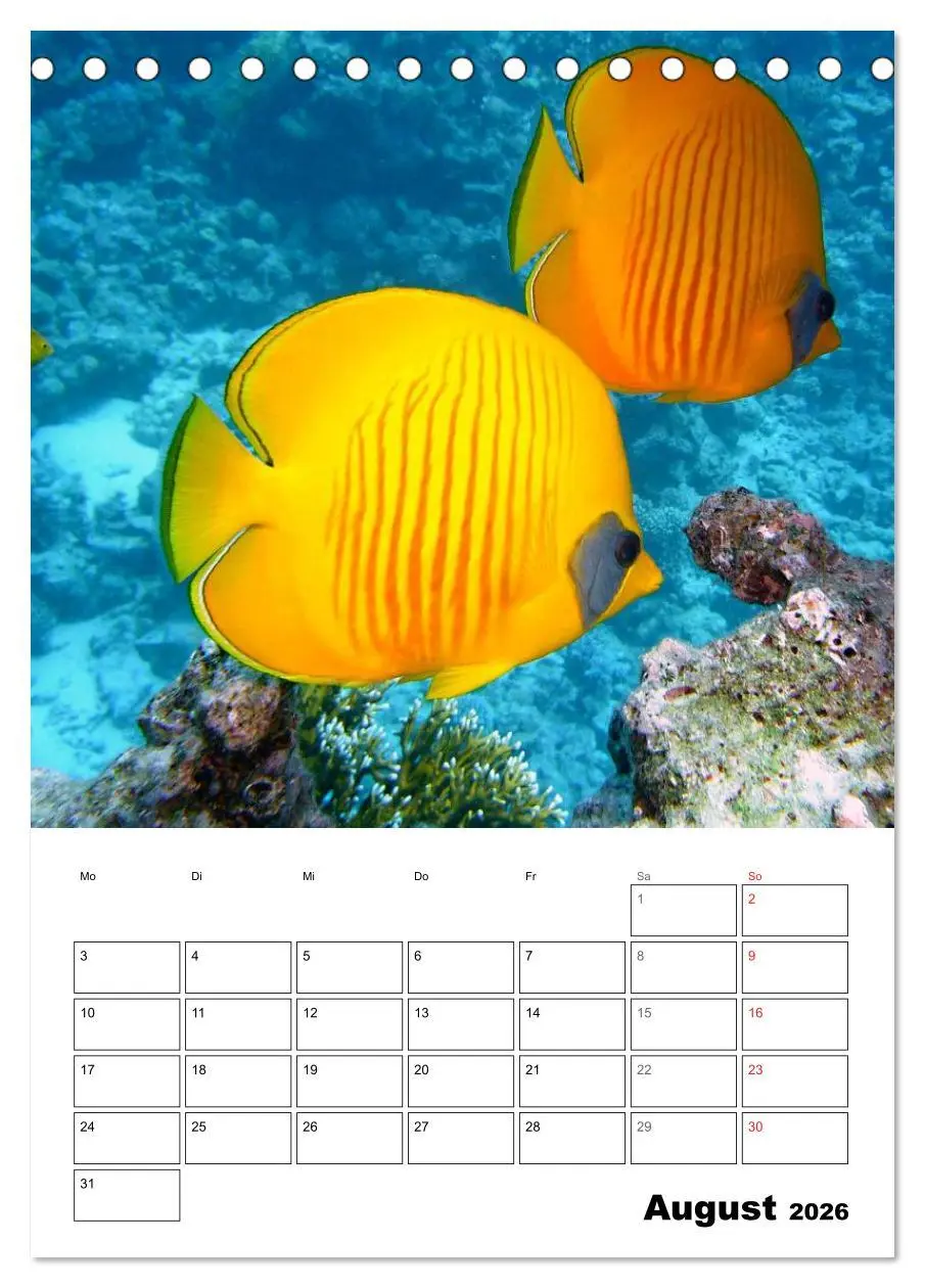 Bild: 9783516443486 | Zauberwelt. Fische, Korallen und Co. (Tischkalender 2026 DIN A5...