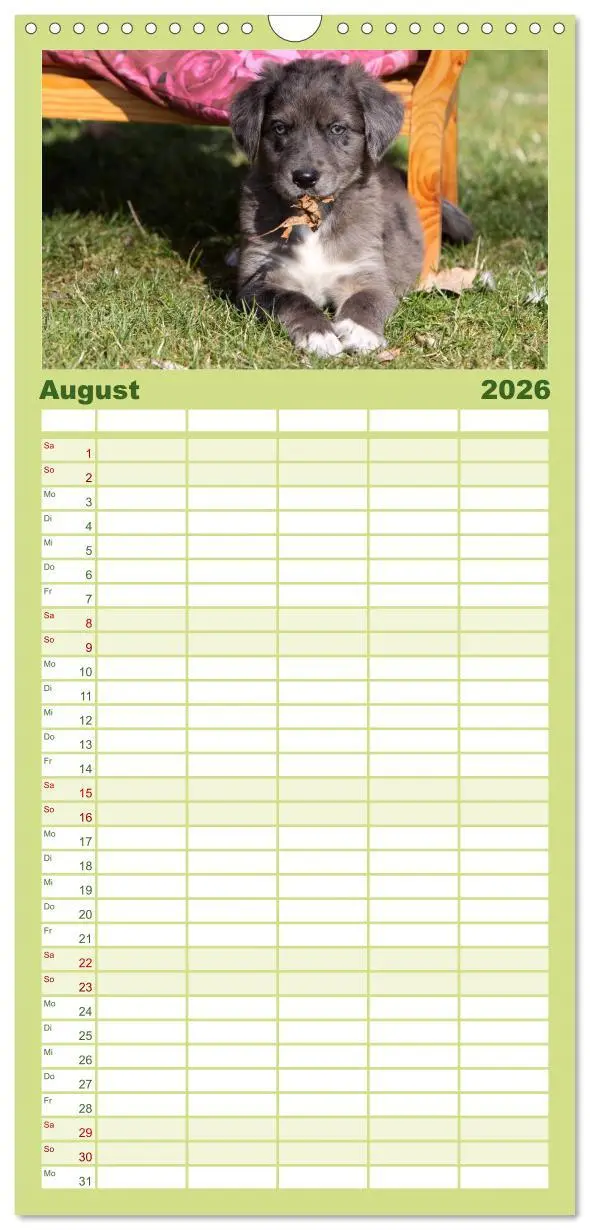 Bild: 9783516513486 | Familienplaner 2026 - Der Hundewelpen-Geburtstagskalender mit 5...
