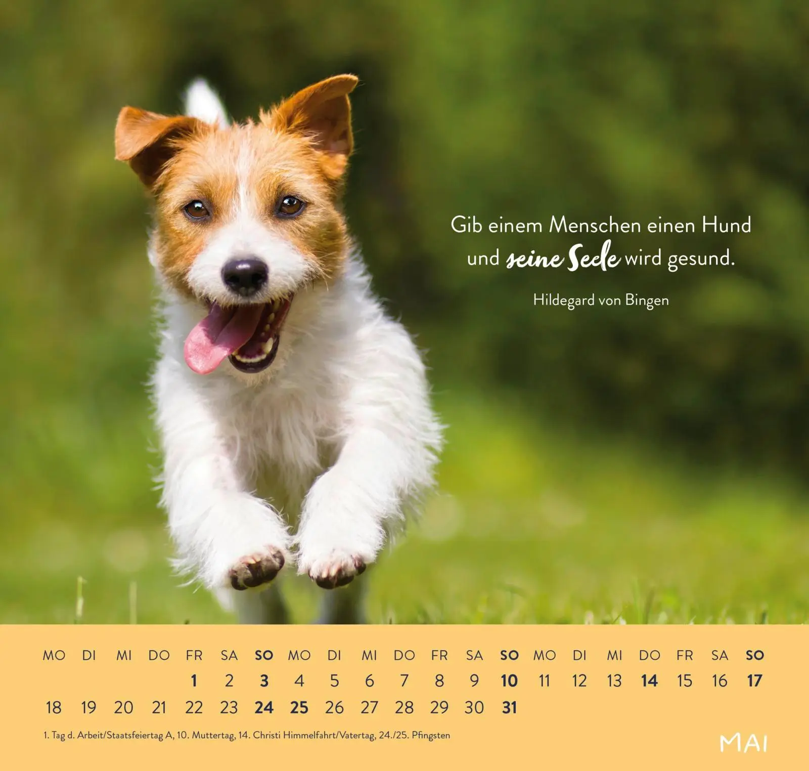 Bild: 4036442013786 | Wandkalender 2026: Für Hundefreunde | Groh Verlag | Kalender | 12 S.