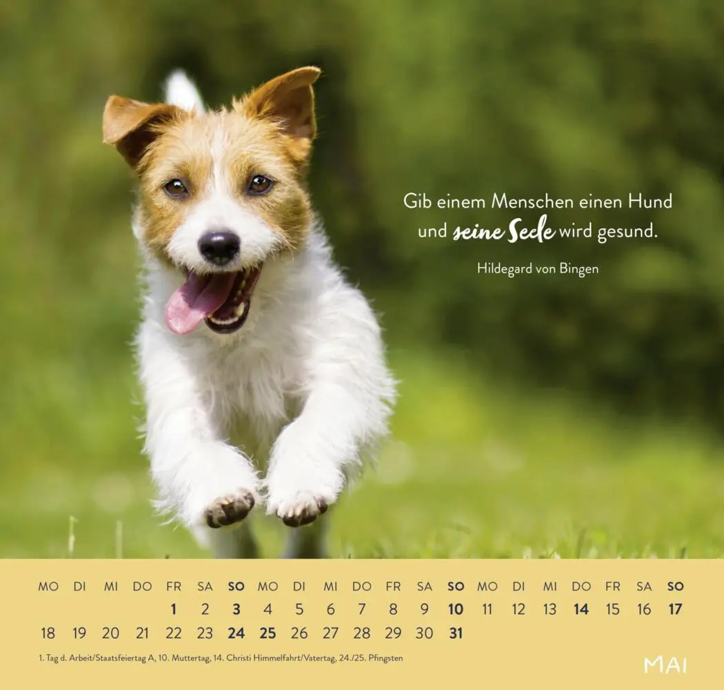 Bild: 4036442013786 | Wandkalender 2026: Für Hundefreunde | Groh Verlag | Kalender | Deutsch