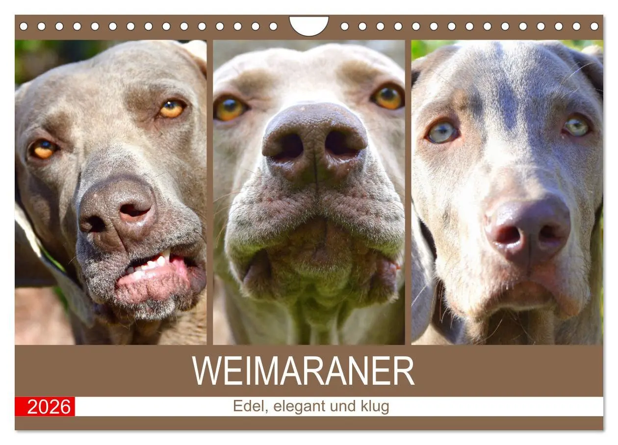 Cover: 9783457633786 | Weimaraner. Edel, elegant und klug (Wandkalender 2026 DIN A4 quer),...