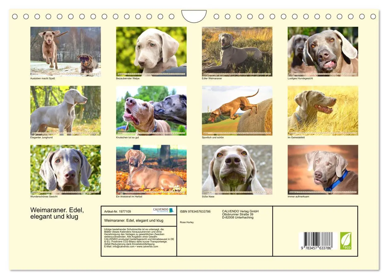 Bild: 9783457633786 | Weimaraner. Edel, elegant und klug (Wandkalender 2026 DIN A4 quer),...