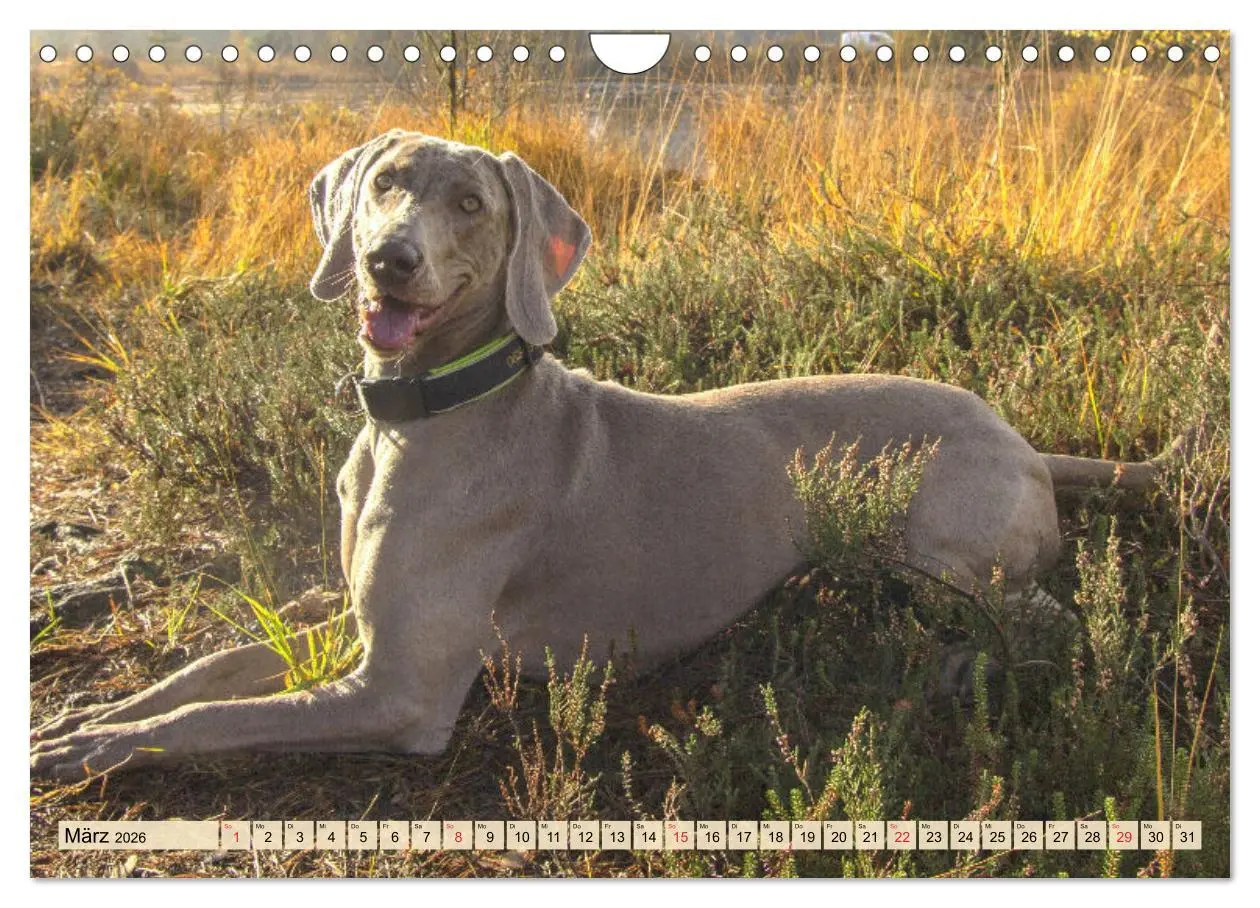 Bild: 9783457633786 | Weimaraner. Edel, elegant und klug (Wandkalender 2026 DIN A4 quer),...