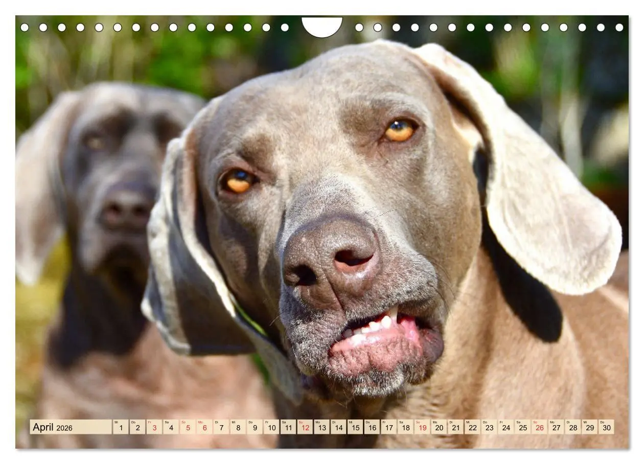 Bild: 9783457633786 | Weimaraner. Edel, elegant und klug (Wandkalender 2026 DIN A4 quer),...