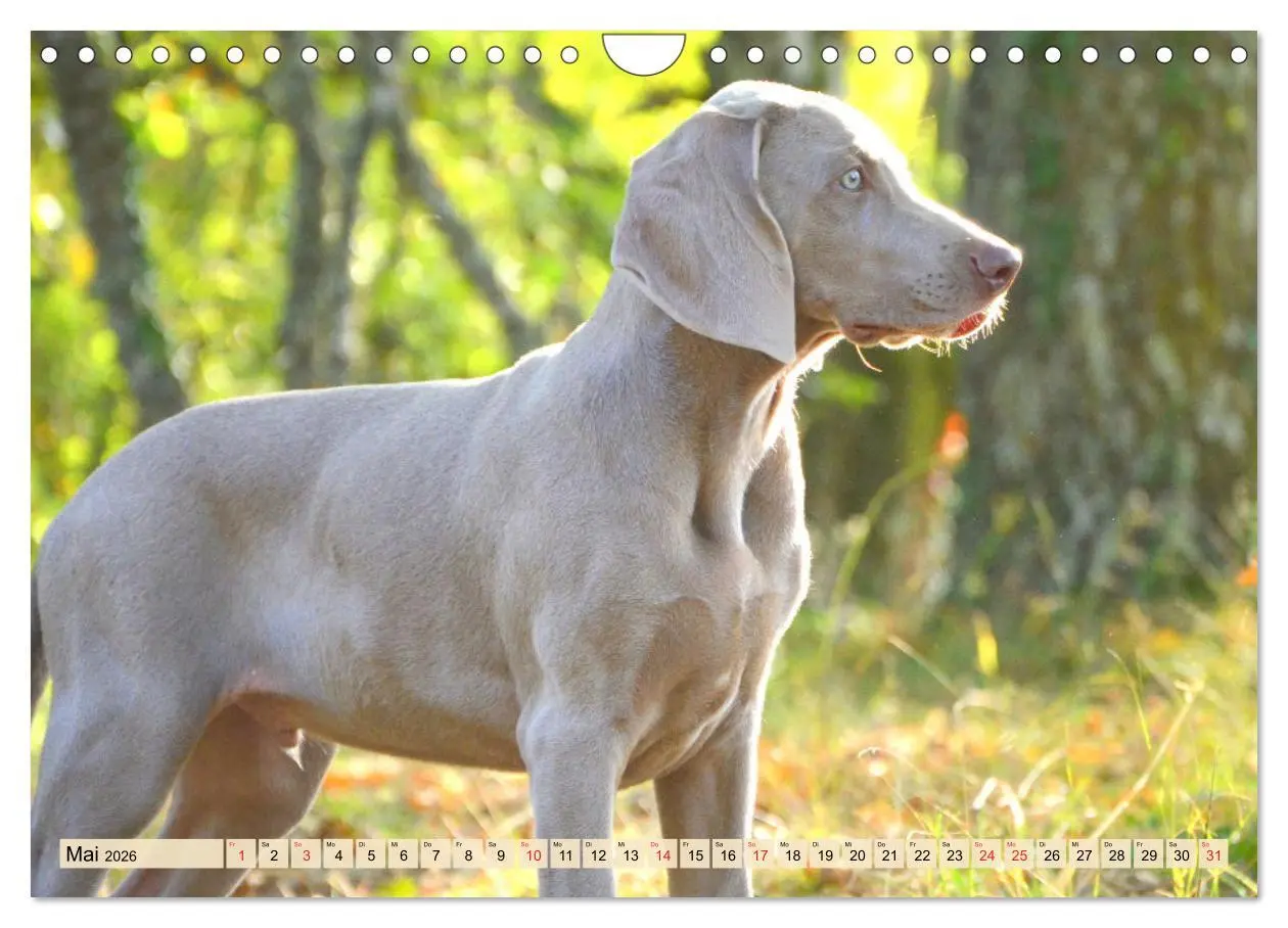Bild: 9783457633786 | Weimaraner. Edel, elegant und klug (Wandkalender 2026 DIN A4 quer),...