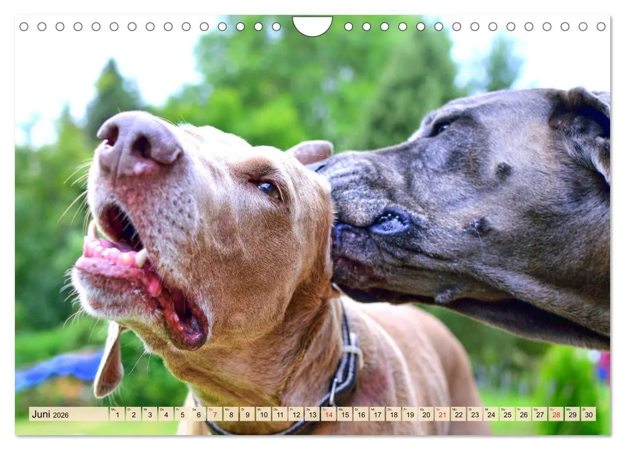 Bild: 9783457633786 | Weimaraner. Edel, elegant und klug (Wandkalender 2026 DIN A4 quer),...