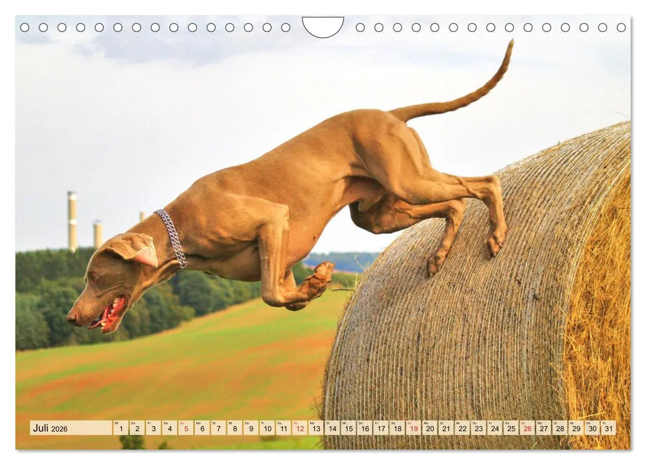 Bild: 9783457633786 | Weimaraner. Edel, elegant und klug (Wandkalender 2026 DIN A4 quer),...