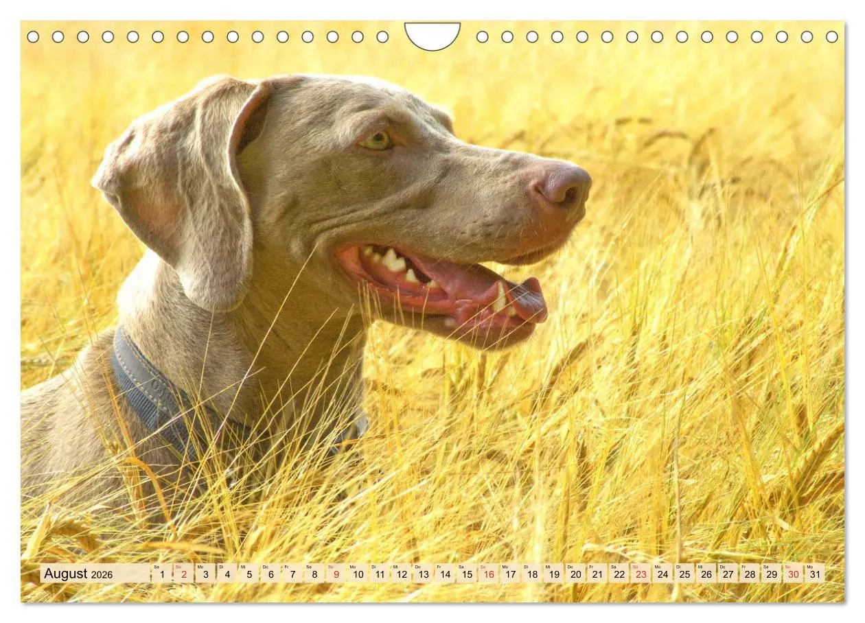 Bild: 9783457633786 | Weimaraner. Edel, elegant und klug (Wandkalender 2026 DIN A4 quer),...