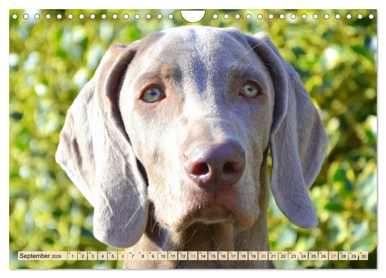 Bild: 9783457633786 | Weimaraner. Edel, elegant und klug (Wandkalender 2026 DIN A4 quer),...
