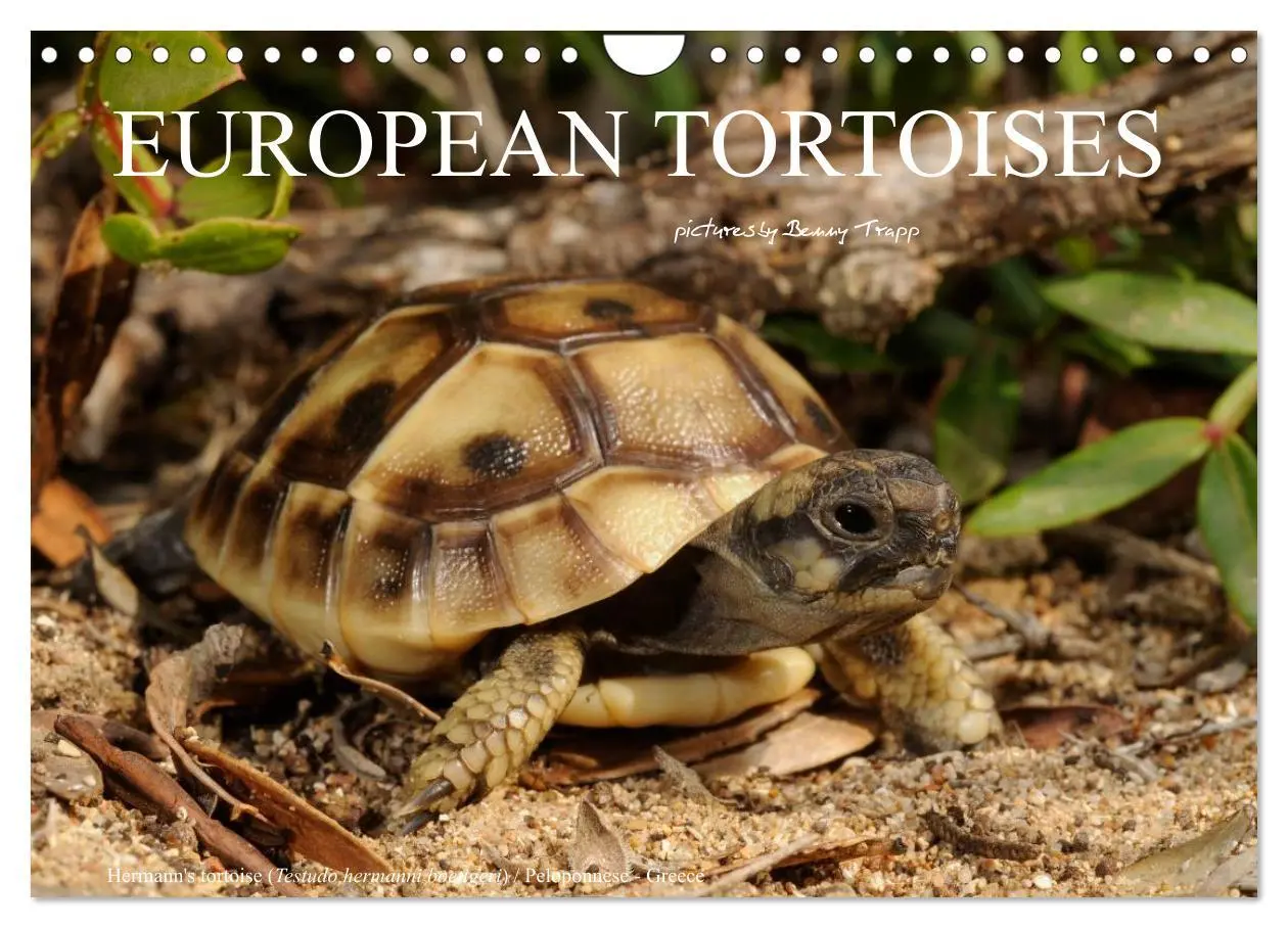 Cover: 9783516583786 | European Tortoises / UK-Version (Wall Calendar 2026 DIN A4...