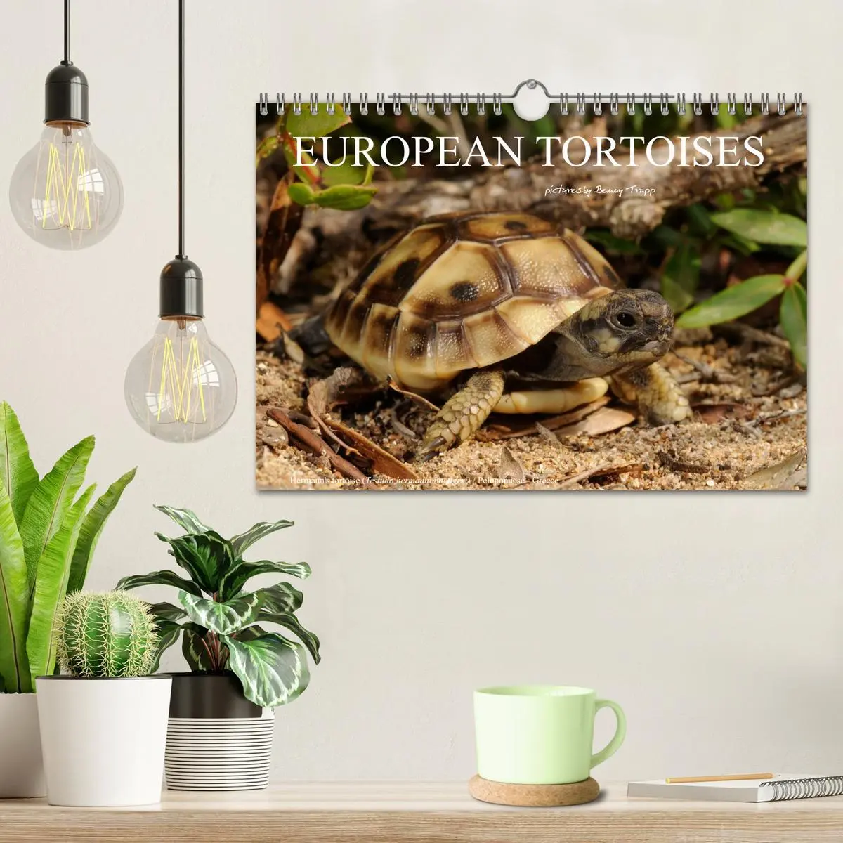 Bild: 9783516583786 | European Tortoises / UK-Version (Wall Calendar 2026 DIN A4...