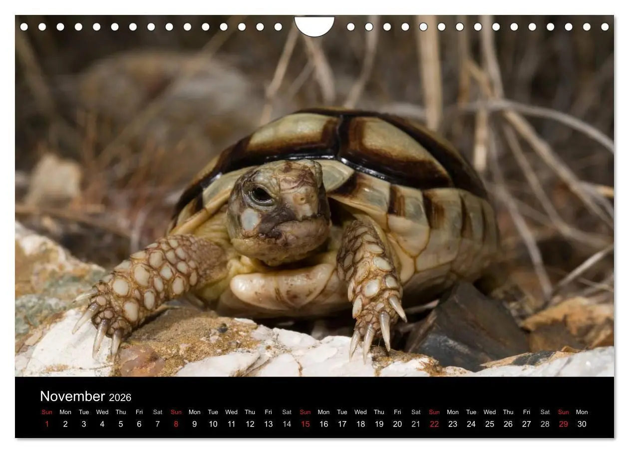 Bild: 9783516583786 | European Tortoises / UK-Version (Wall Calendar 2026 DIN A4...