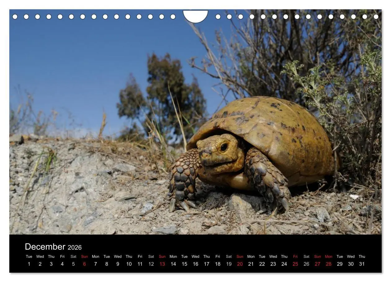Bild: 9783516583786 | European Tortoises / UK-Version (Wall Calendar 2026 DIN A4...
