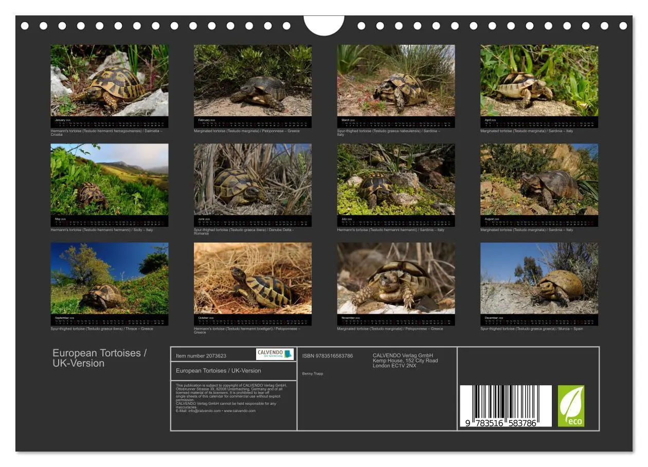 Bild: 9783516583786 | European Tortoises / UK-Version (Wall Calendar 2026 DIN A4...