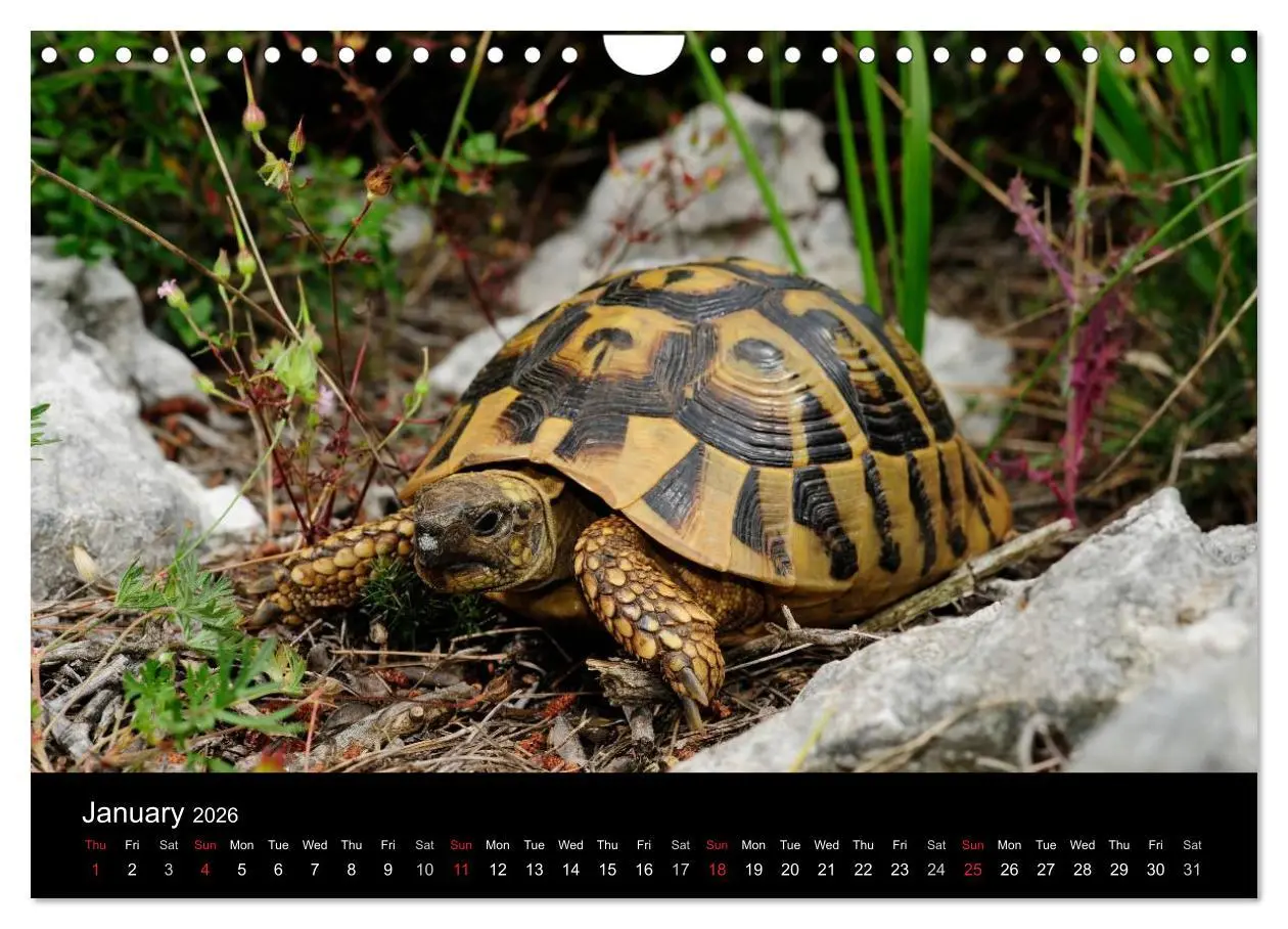 Bild: 9783516583786 | European Tortoises / UK-Version (Wall Calendar 2026 DIN A4...