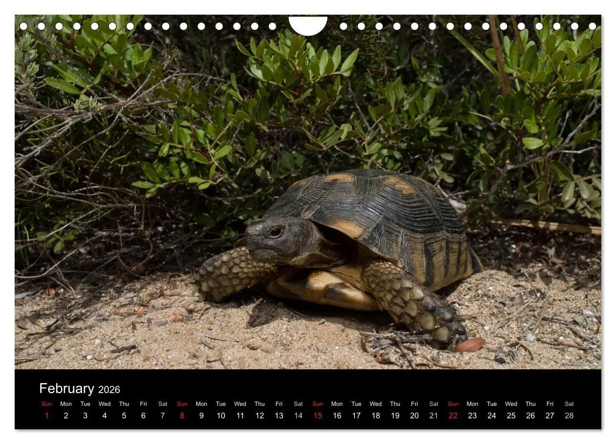 Bild: 9783516583786 | European Tortoises / UK-Version (Wall Calendar 2026 DIN A4...