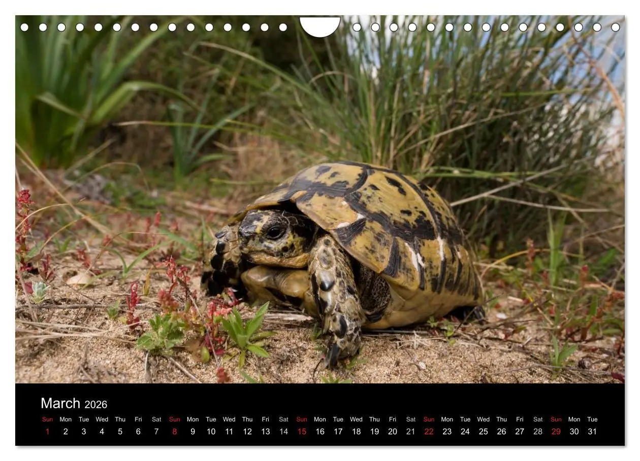 Bild: 9783516583786 | European Tortoises / UK-Version (Wall Calendar 2026 DIN A4...
